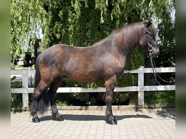 Pony Islandese Castrone 12 Anni 142 cm Morello in Lochen am See