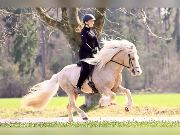 Pony Islandese Castrone 12 Anni 142 cm Palomino in Buchholz in der Nordheide