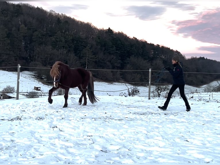 Pony Islandese Castrone 12 Anni 142 cm Sauro scuro in Nettersheim