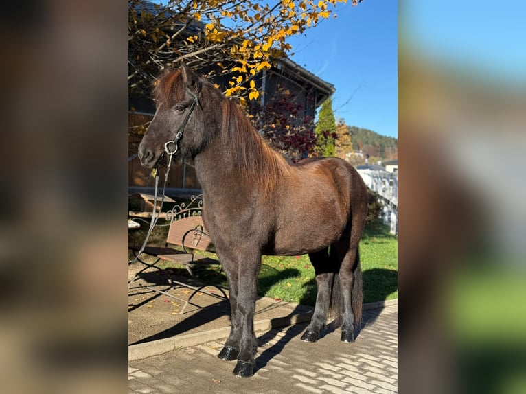 Pony Islandese Castrone 12 Anni 143 cm Morello in Lochen am See