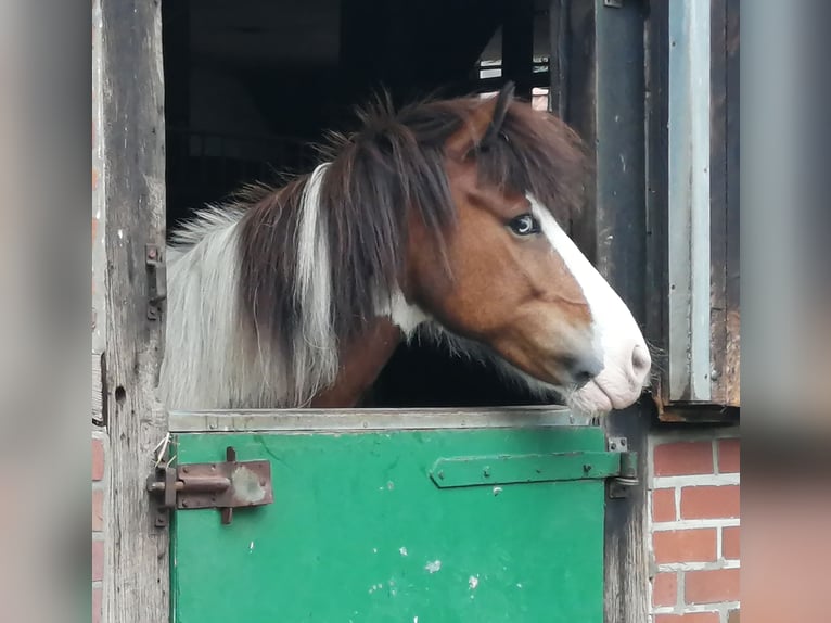 Pony Islandese Castrone 12 Anni 143 cm Pezzato in Gütersloh