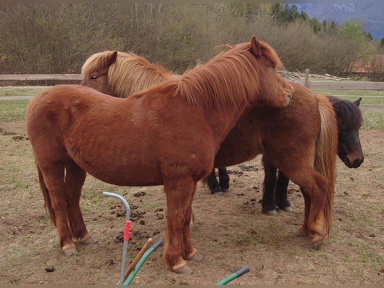 Pony Islandese Castrone 12 Anni 143 cm Sauro in Raisting