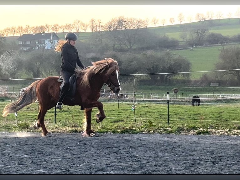 Pony Islandese Castrone 12 Anni 143 cm Sauro scuro in Nettersheim