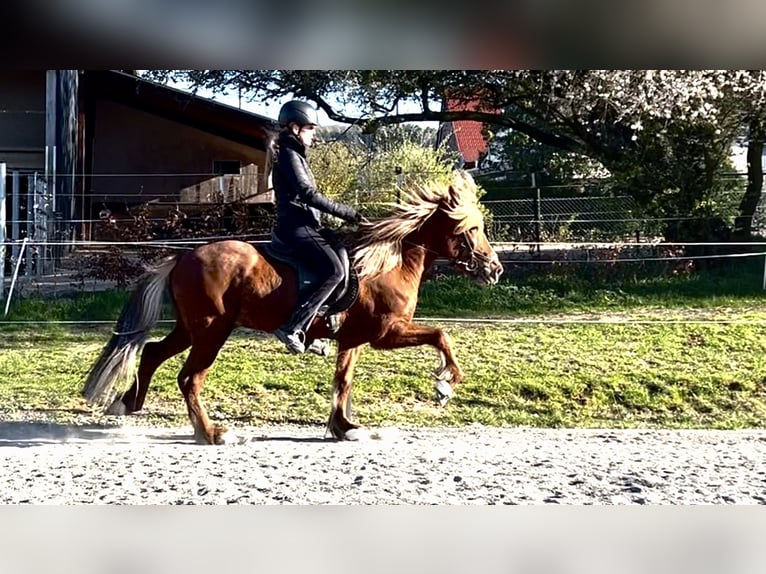 Pony Islandese Castrone 12 Anni 143 cm Sauro scuro in Nettersheim
