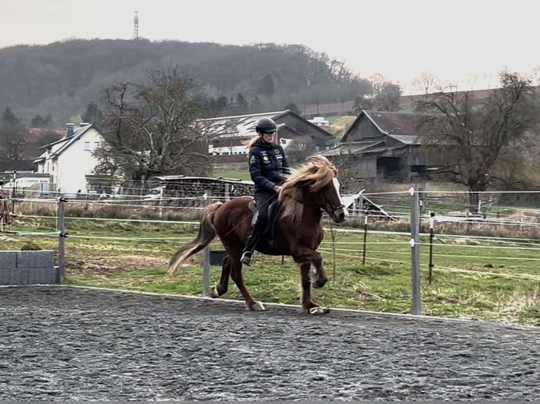 Pony Islandese Castrone 12 Anni 143 cm Sauro scuro in Nettersheim