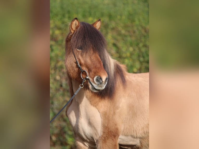 Pony Islandese Castrone 12 Anni 145 cm Falbo in Dohm-Lammersdorf