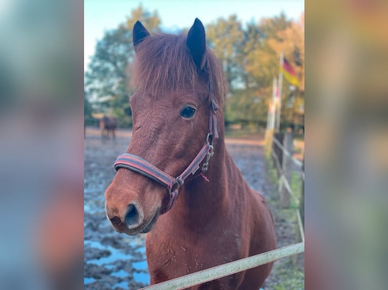 Pony Islandese Castrone 12 Anni 145 cm Sauro in Nordhorn