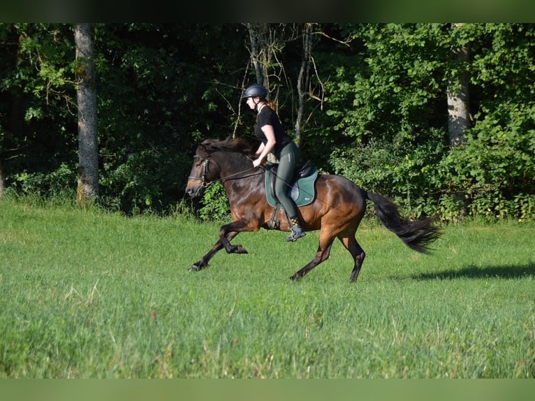 Pony Islandese Castrone 12 Anni 147 cm Baio in RosenbergRosenberg