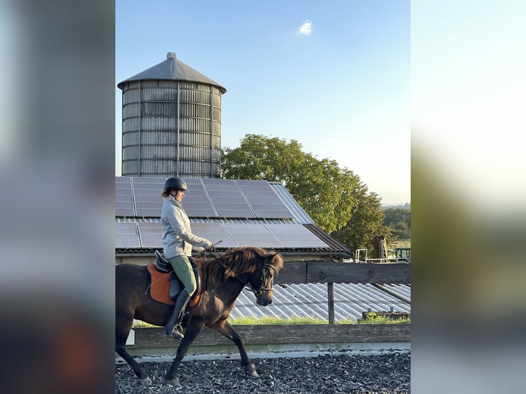 Pony Islandese Castrone 12 Anni 147 cm Baio in RosenbergRosenberg