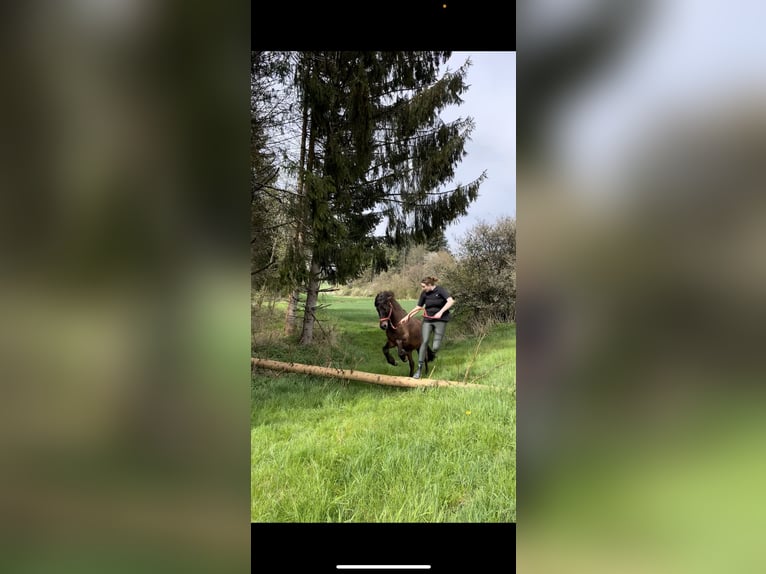 Pony Islandese Castrone 12 Anni 147 cm Baio in RosenbergRosenberg