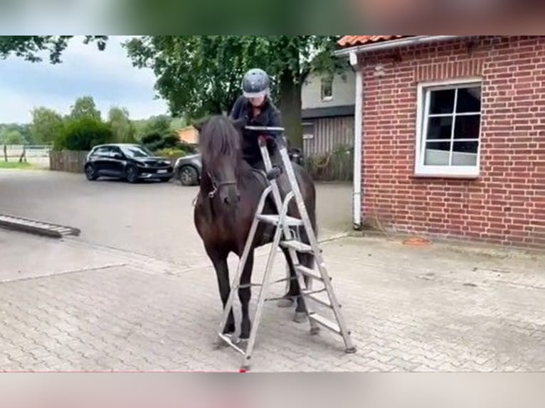 Pony Islandese Castrone 12 Anni 148 cm Morello in Schneverdingen
