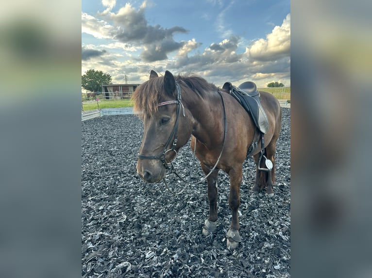 Pony Islandese Castrone 12 Anni 150 cm Morello in Holzgerlingen