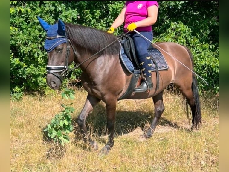 Pony Islandese Mix Castrone 12 Anni 151 cm Morello in Bergen