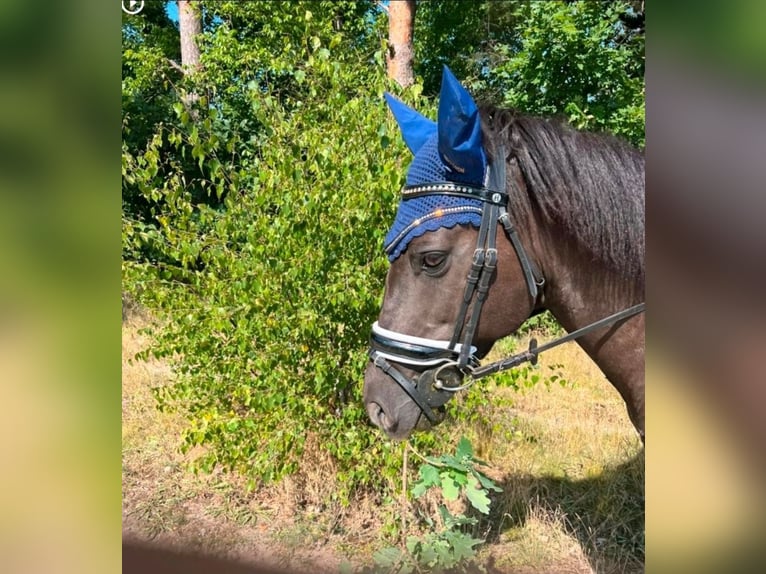 Pony Islandese Mix Castrone 12 Anni 151 cm Morello in Bergen