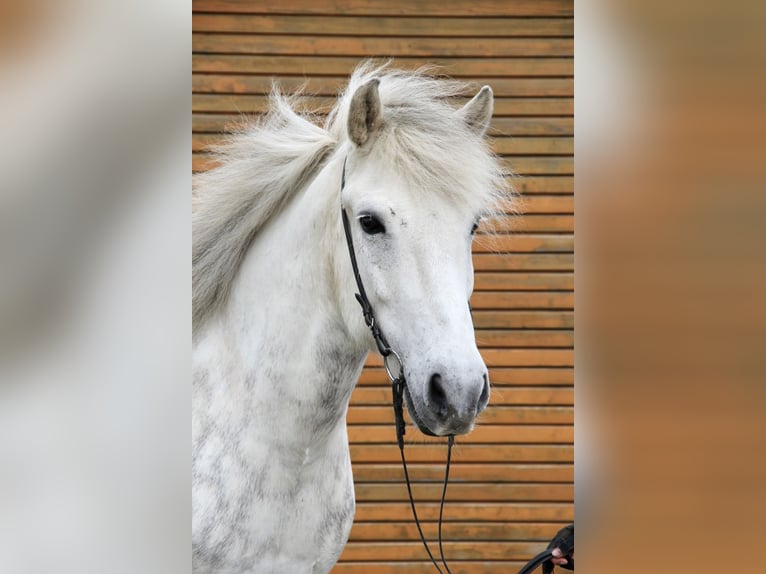 Pony Islandese Castrone 12 Anni 152 cm Grigio in Soltau