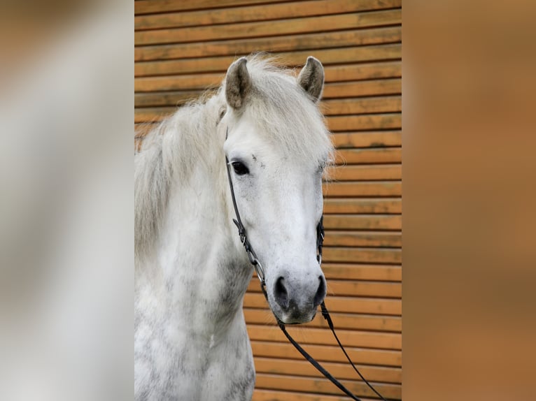 Pony Islandese Castrone 12 Anni 152 cm Grigio in Soltau