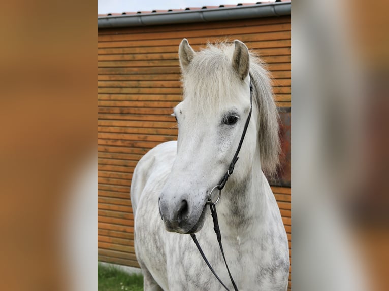 Pony Islandese Castrone 12 Anni 152 cm Grigio in Soltau