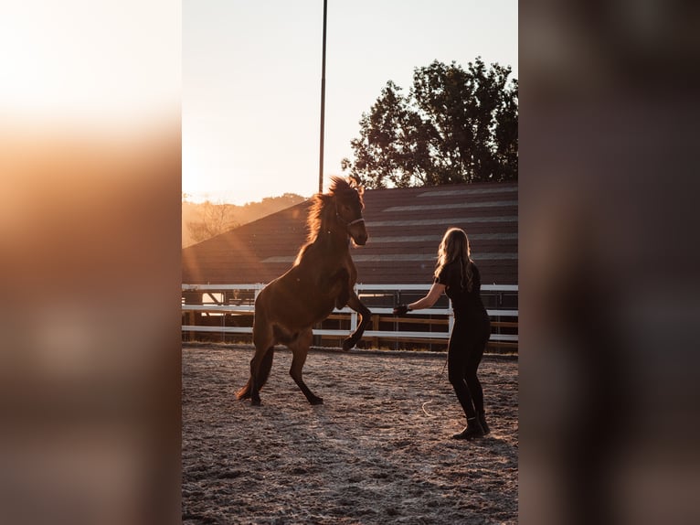 Pony Islandese Castrone 12 Anni Baio in Basel