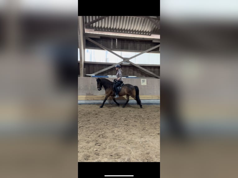 Pony Islandese Castrone 12 Anni Baio in Basel