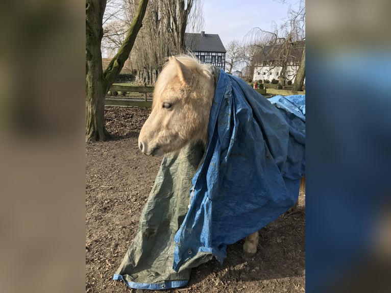 Pony Islandese Castrone 13 Anni 130 cm Palomino in Königswinter