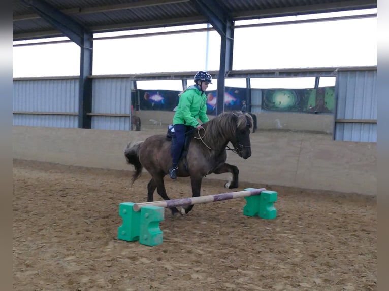 Pony Islandese Castrone 13 Anni 135 cm in Euskirchen