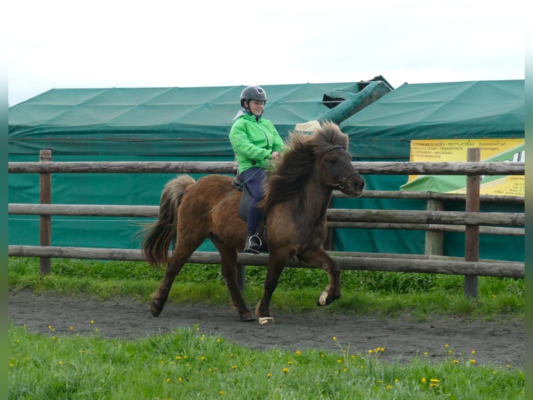 Pony Islandese Castrone 13 Anni 135 cm in Euskirchen