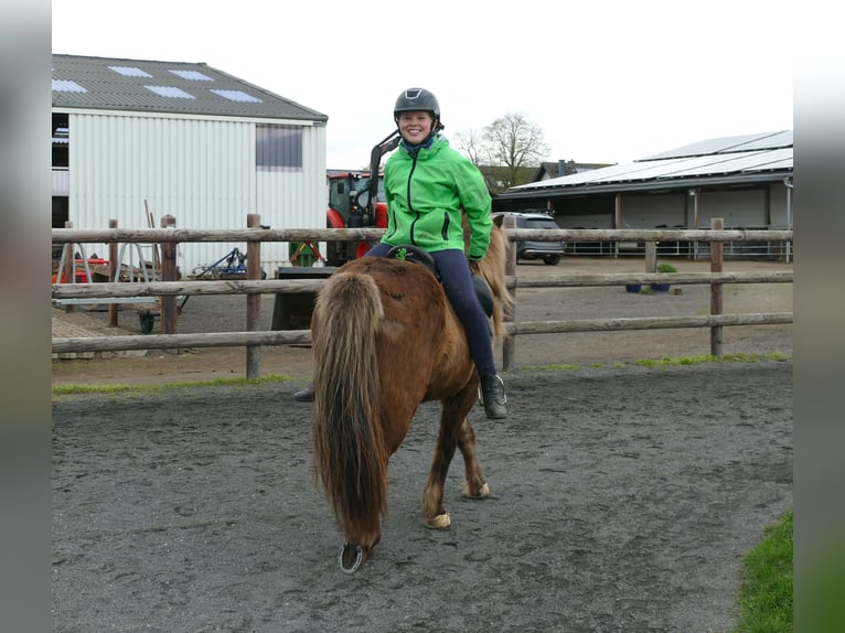 Pony Islandese Castrone 13 Anni 135 cm in Euskirchen