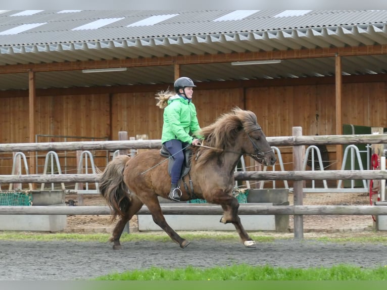Pony Islandese Castrone 13 Anni 135 cm in Euskirchen