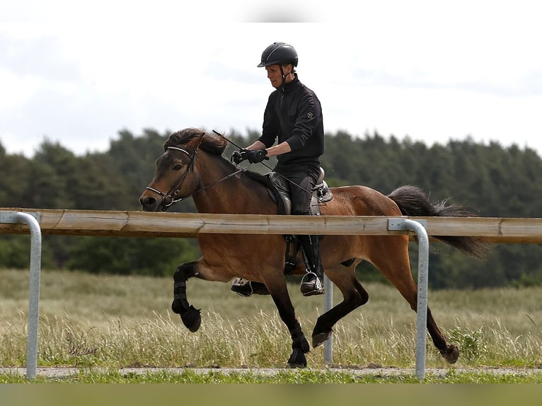 Pony Islandese Castrone 13 Anni 138 cm Baio in Neuenkirchen