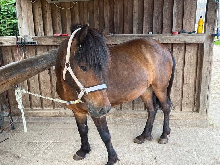 Pony Islandese Castrone 13 Anni 138 cm Baio in Putscheid