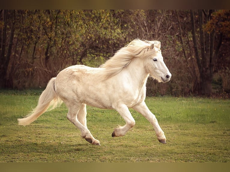 Pony Islandese Castrone 13 Anni 138 cm Grigio in Kassel