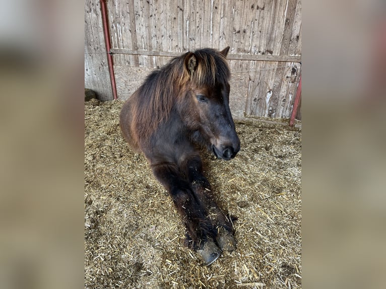 Pony Islandese Castrone 13 Anni 138 cm Morello in Gelnhausen