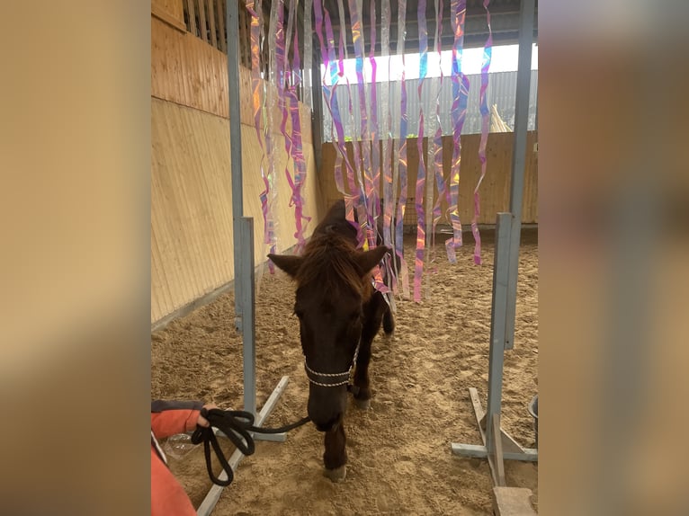Pony Islandese Castrone 13 Anni 138 cm Morello in Gelnhausen