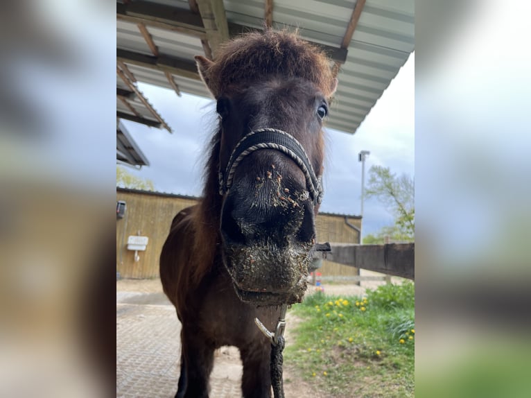 Pony Islandese Castrone 13 Anni 138 cm Morello in Gelnhausen