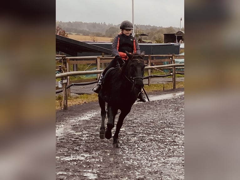 Pony Islandese Castrone 13 Anni 138 cm Morello in Gelnhausen
