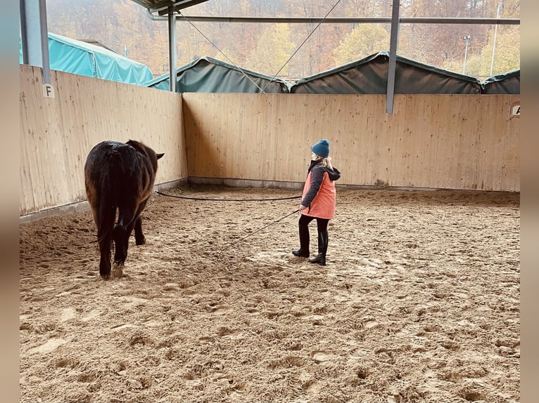 Pony Islandese Castrone 13 Anni 138 cm Morello in Gelnhausen