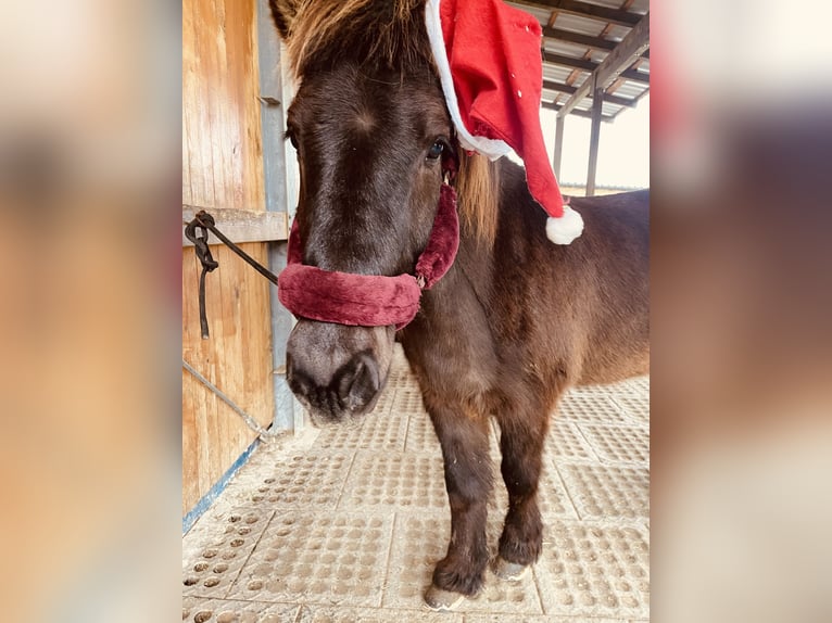 Pony Islandese Castrone 13 Anni 138 cm Morello in Gelnhausen