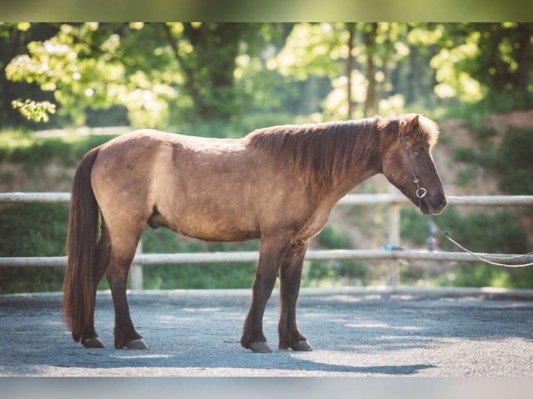 Pony Islandese Castrone 13 Anni 138 cm Morello in Gelnhausen