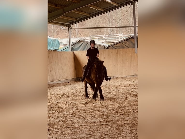Pony Islandese Castrone 13 Anni 138 cm Morello in Gelnhausen