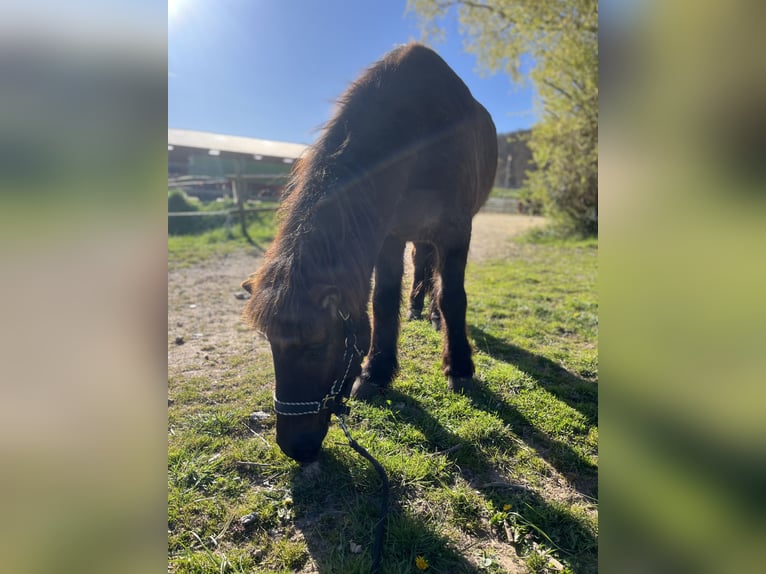 Pony Islandese Castrone 13 Anni 138 cm Morello in Gelnhausen
