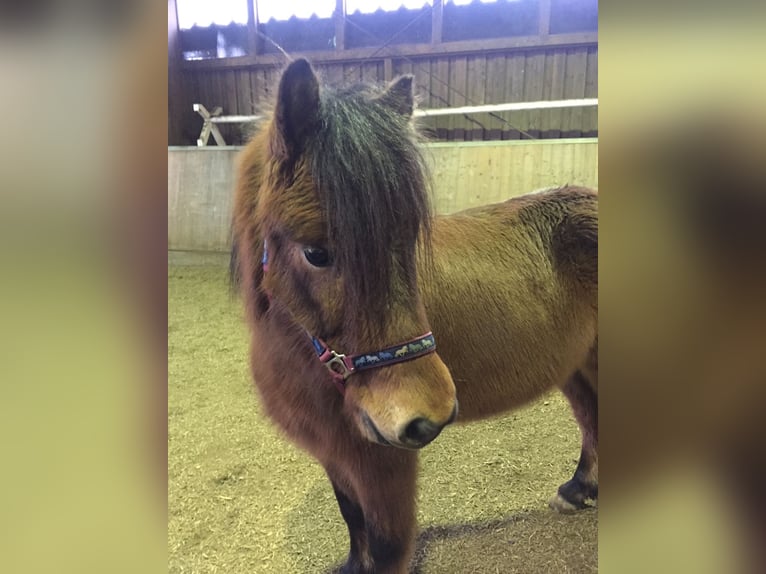 Pony Islandese Castrone 13 Anni 139 cm Baio in Stapelfeld