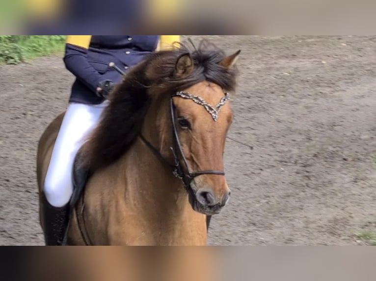 Pony Islandese Castrone 13 Anni 140 cm Falbo in Münster