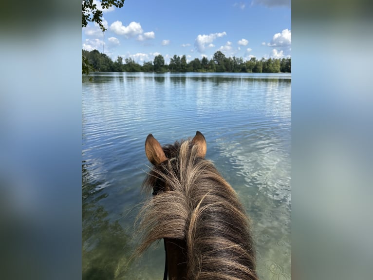 Pony Islandese Castrone 13 Anni 140 cm Falbo in Münster