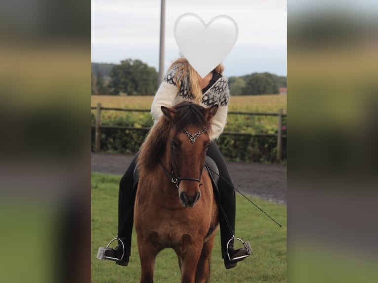 Pony Islandese Castrone 13 Anni 140 cm Falbo in Münster