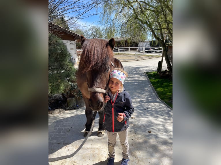 Pony Islandese Castrone 13 Anni 140 cm Morello in Lochen am See