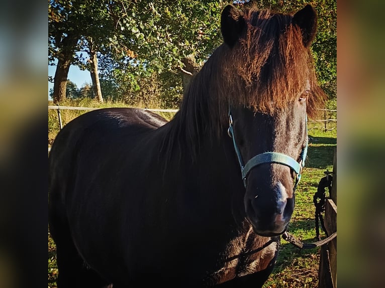 Pony Islandese Castrone 13 Anni 140 cm Morello in Hörup