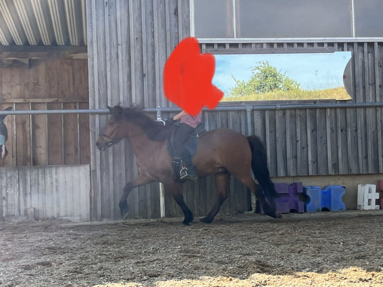 Pony Islandese Castrone 13 Anni 142 cm Baio in Waldburg