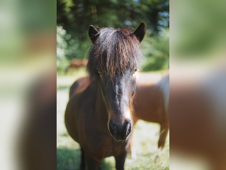 Pony Islandese Castrone 13 Anni 142 cm Baio in Witten