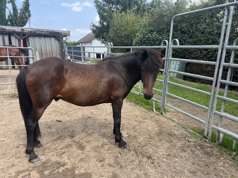 Pony Islandese Castrone 13 Anni 142 cm Baio in Witten