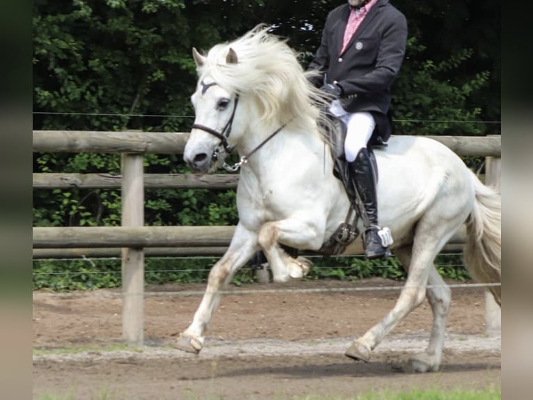 Pony Islandese Castrone 13 Anni 142 cm Grigio in Greven